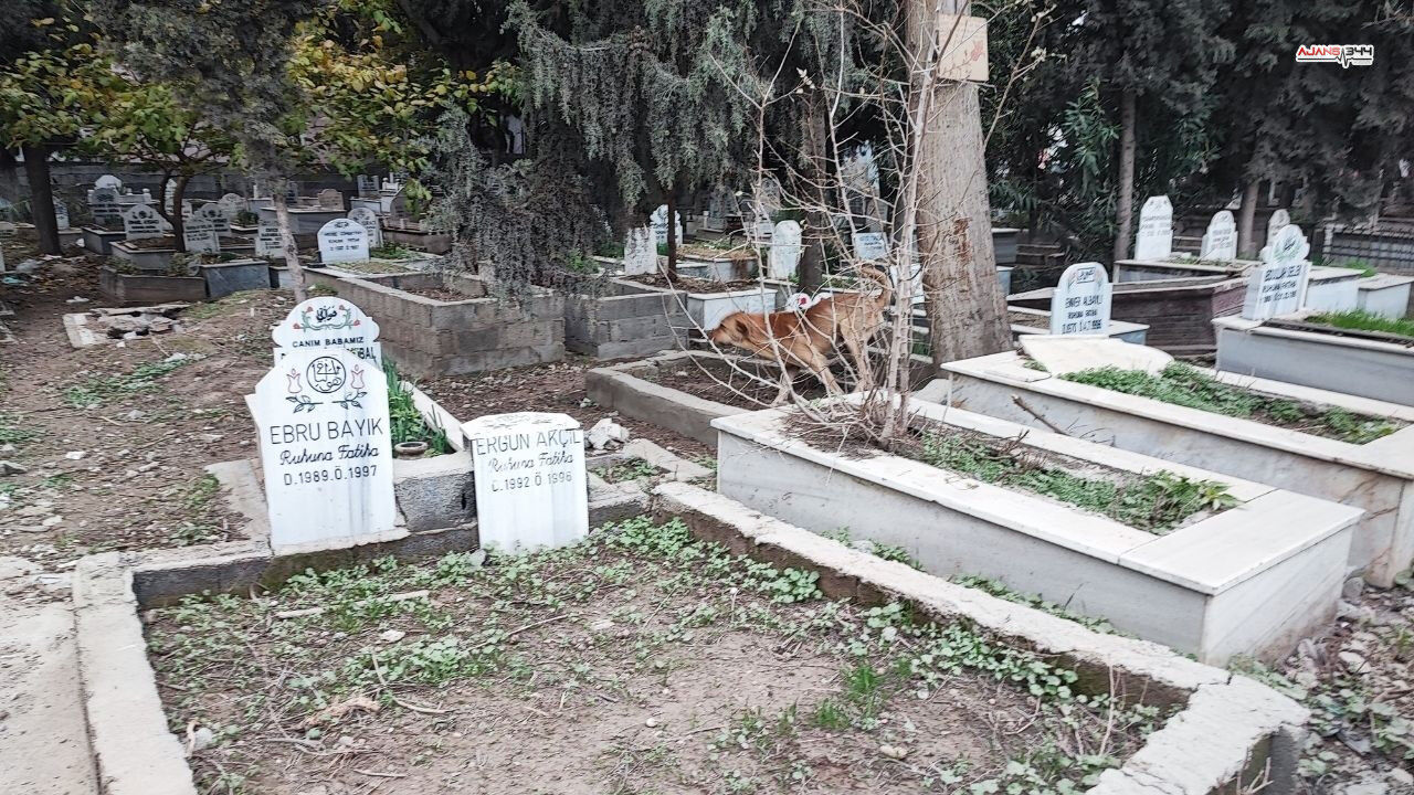 Sokak Kopekleri Ajans344 (1)