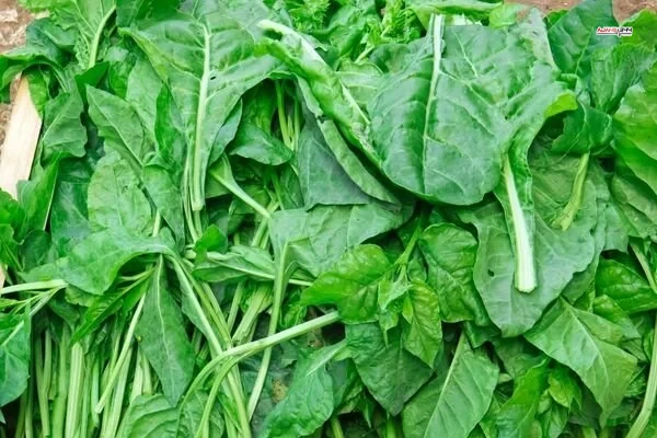 Tirsik Nedir 9 Faydasi Nasil Yapilir