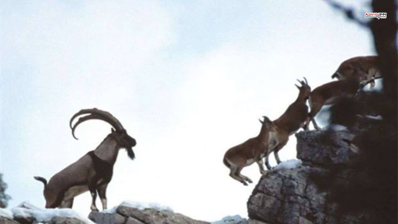 Yabani Keçi Avlayanlara Ceza Ajans344 (2)