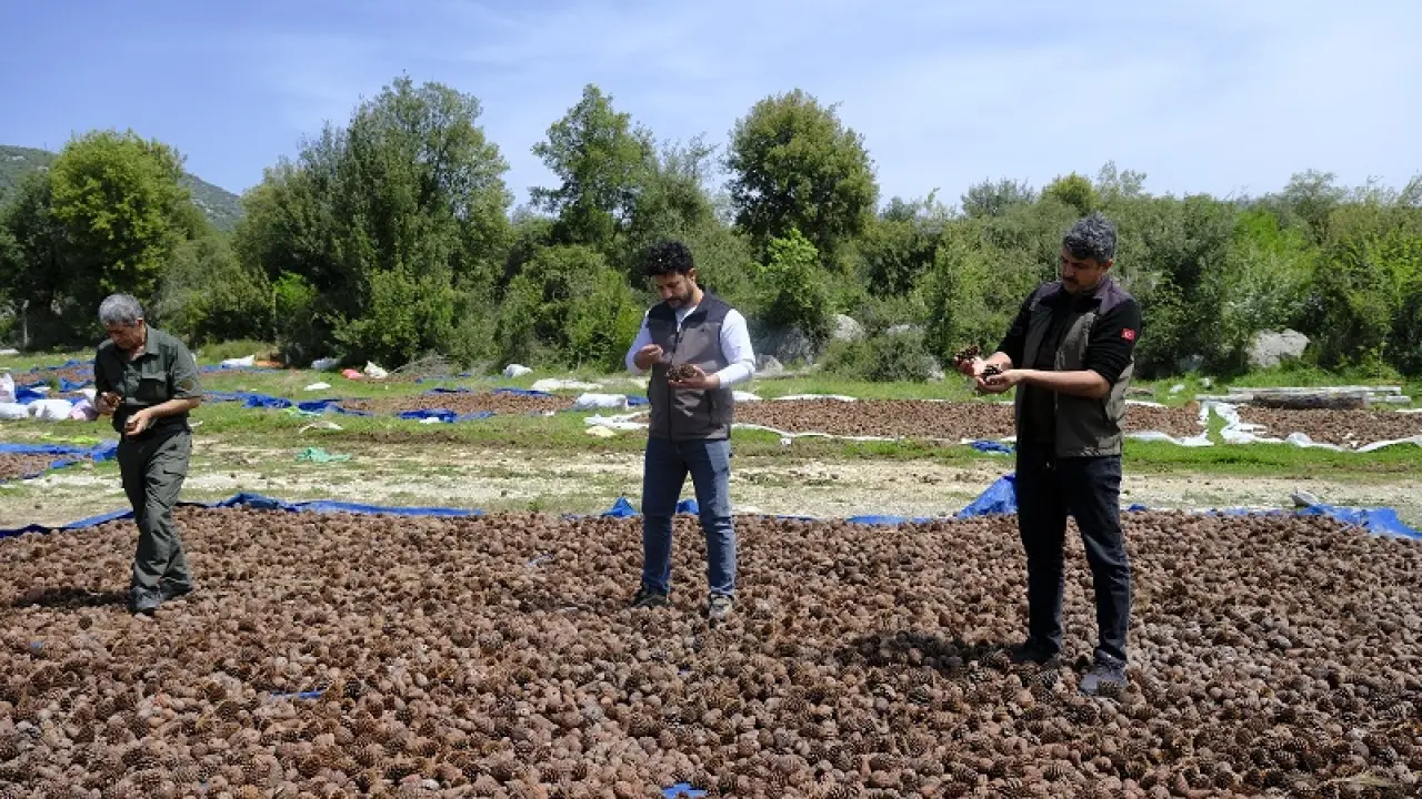 Andırın Kızılçam Tohumları Geleceğe Nefes Olacak 7
