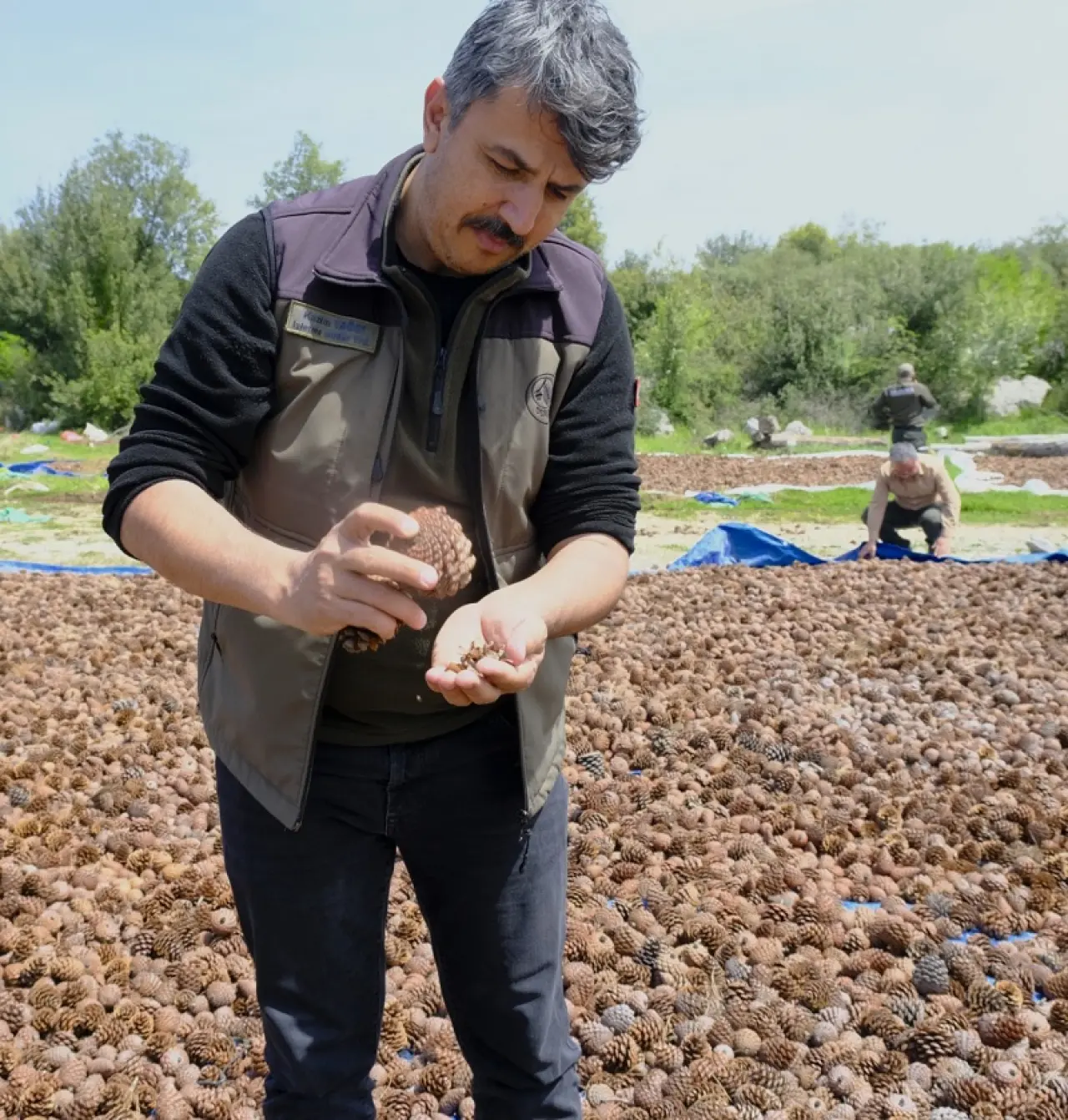 Andırın Kızılçam Tohumları Geleceğe Nefes Olacak 5