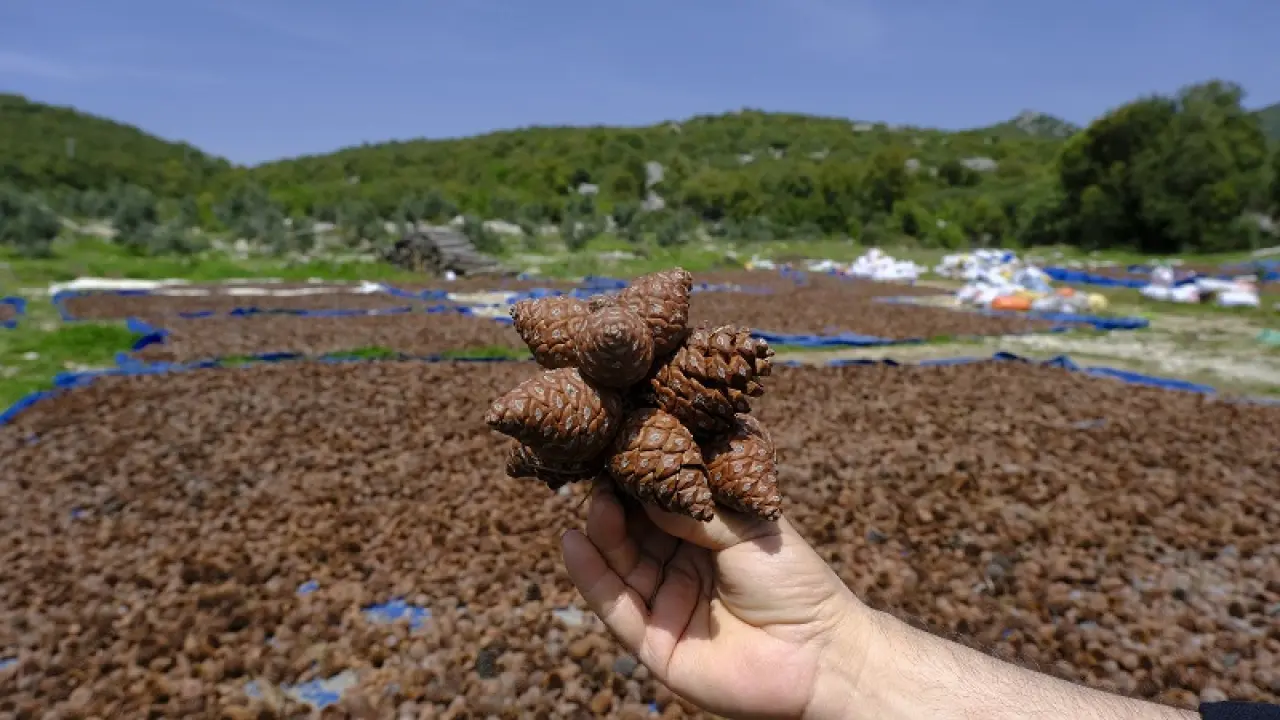 Andırın Kızılçam Tohumları Geleceğe Nefes Olacak 1
