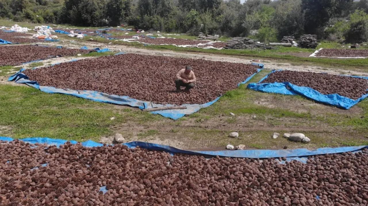 Andırın Kızılçam Tohumları Geleceğe Nefes Olacak 6