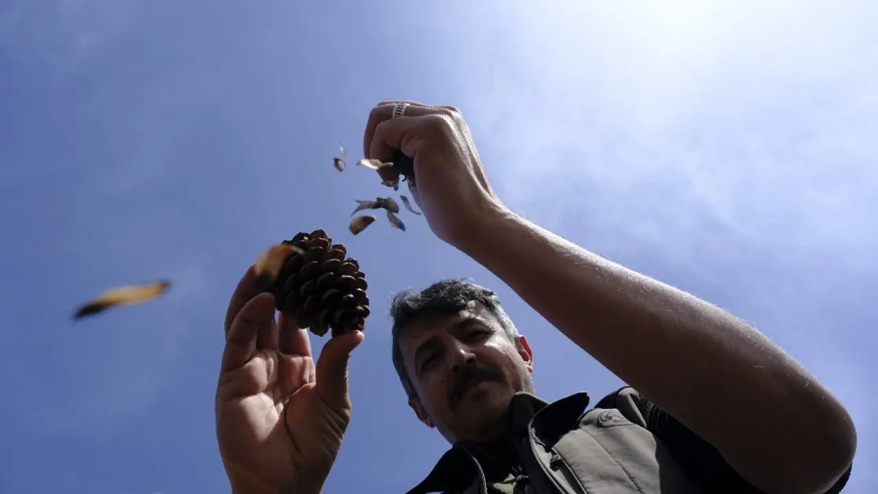 Andırın Kızılçam Tohumları Geleceğe Nefes Olacak 2