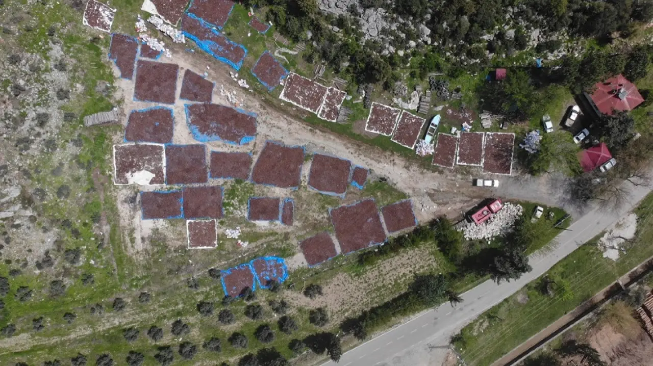 Andırın Kızılçam Tohumları Geleceğe Nefes Olacak 4