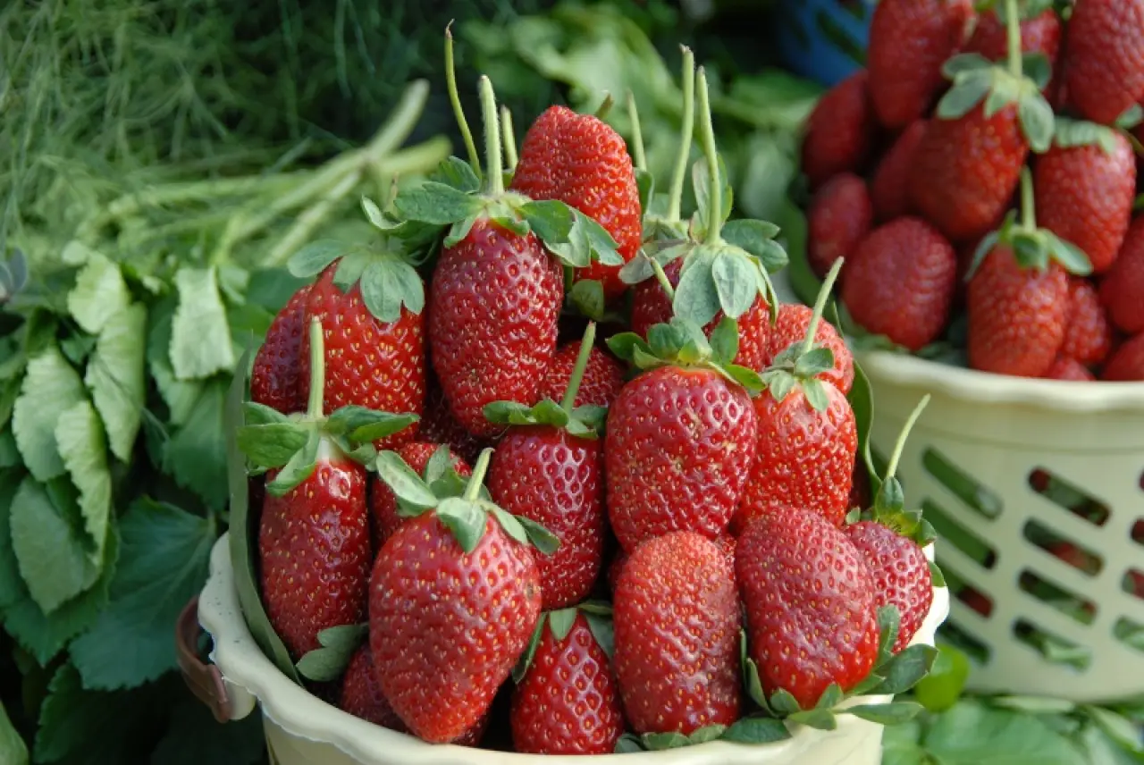 Ege İhracatında Mart Tablosu: Gerileme Sınırlı Kaldı 15