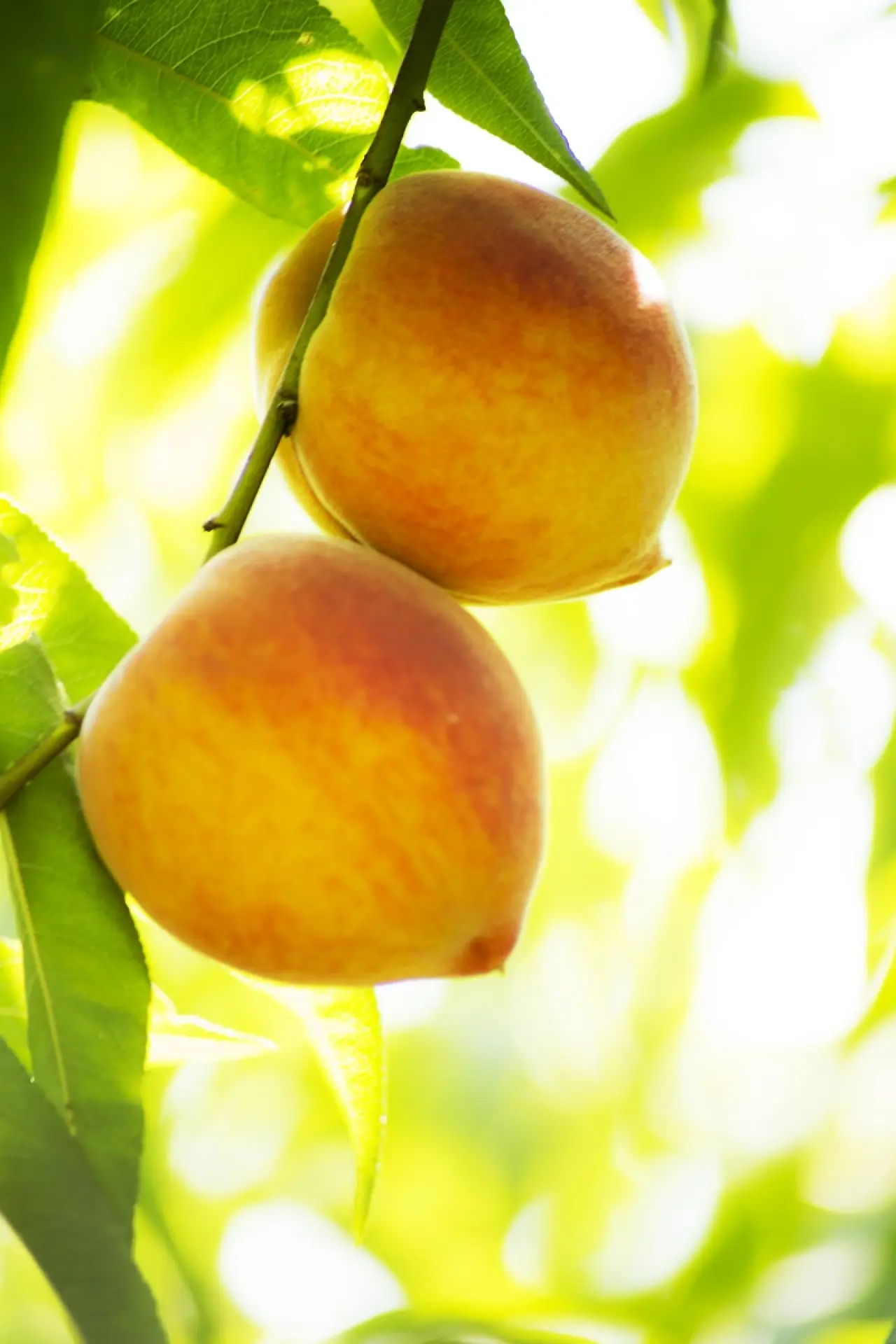 Ege İhracatında Mart Tablosu: Gerileme Sınırlı Kaldı 23