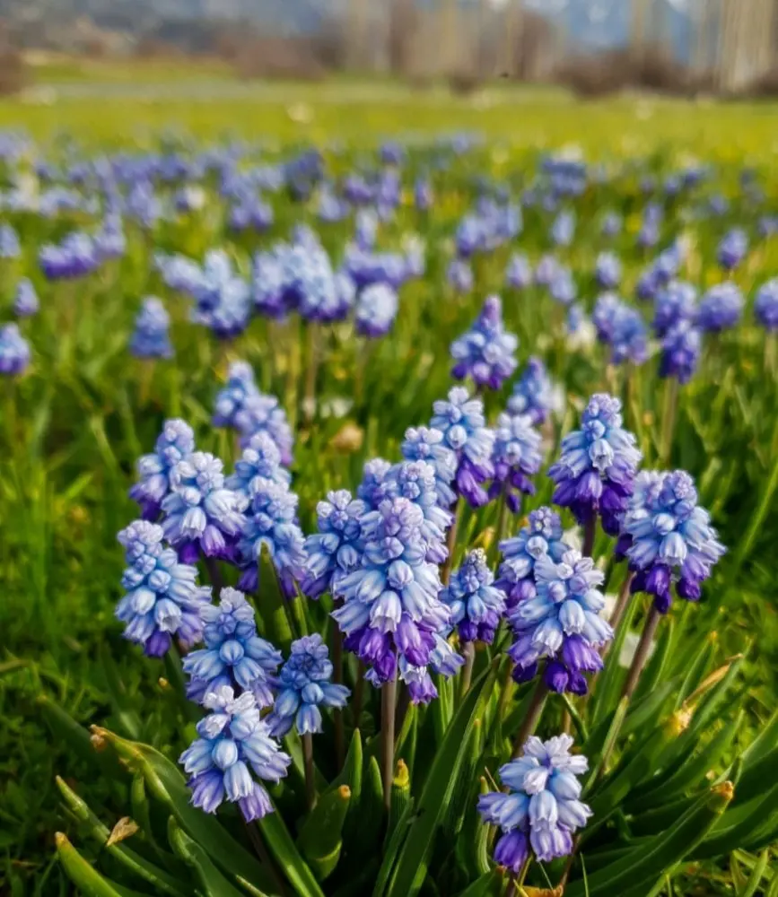 Arap sümbülleri doğayı süsledi - Kahramanmaraş Haberleri