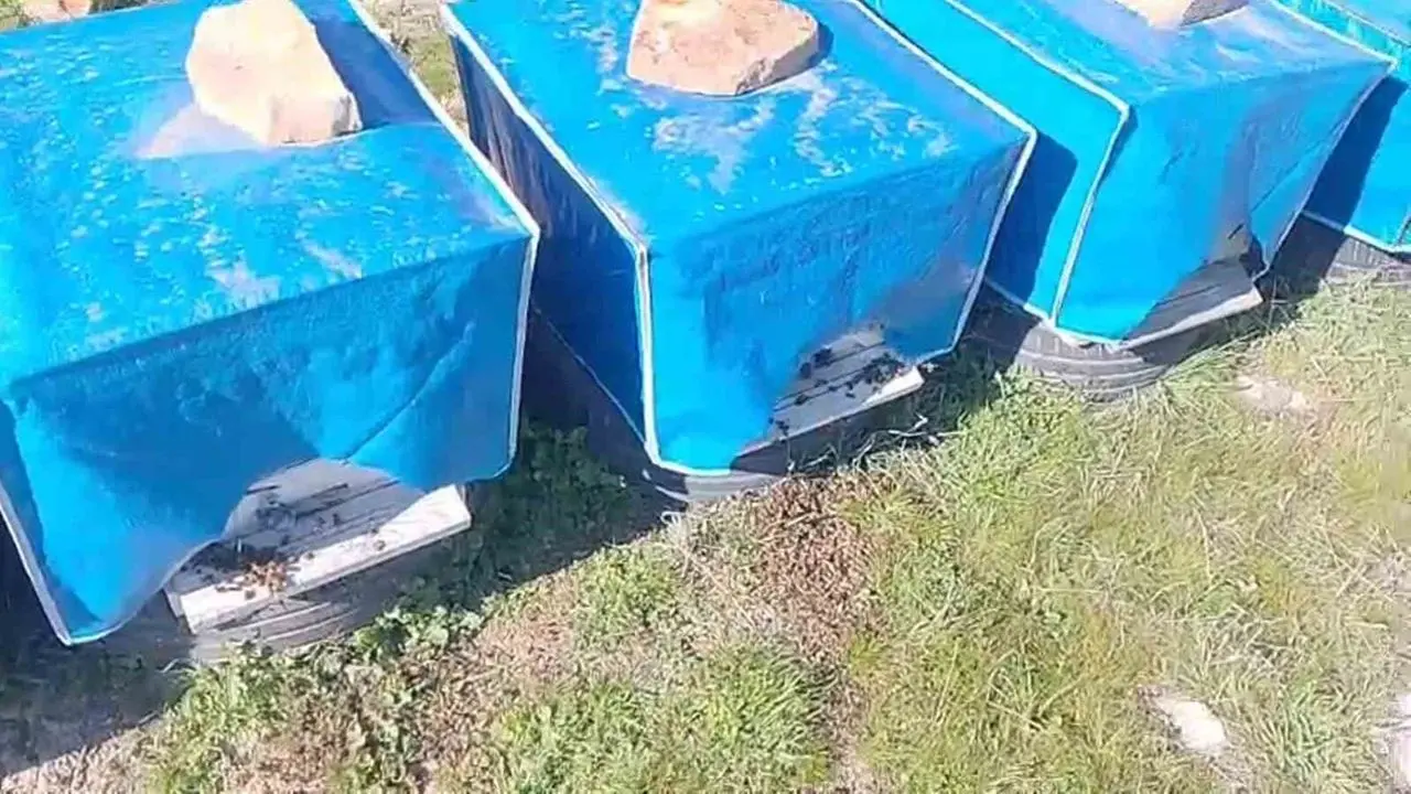 Mersin'de zamansız zirai ilaçlama arıların ölümüne sebep oldu -  Mersinhabermerkezi.com: Mersin Haber Son Dakika Mersin Haberleri