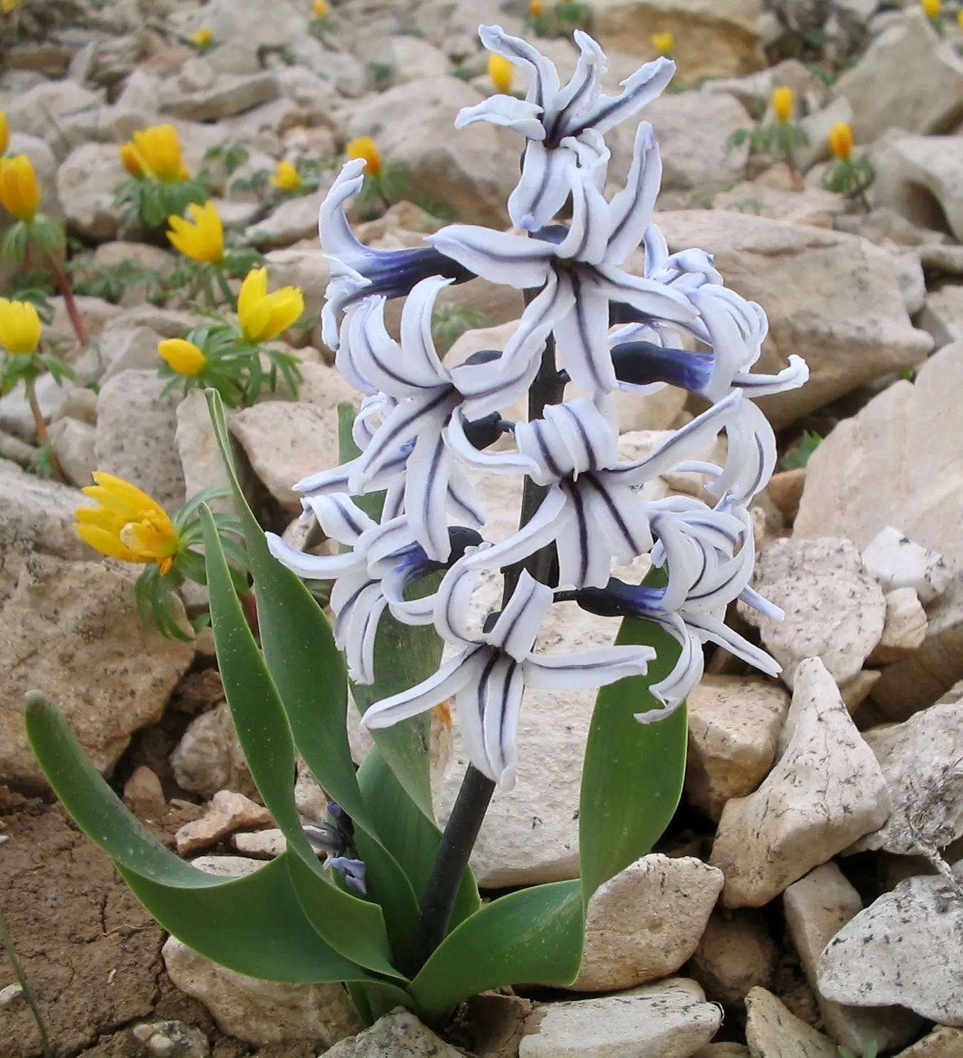 KSÜ - Kahramanmaraş'ı Sümbül Bürüdü