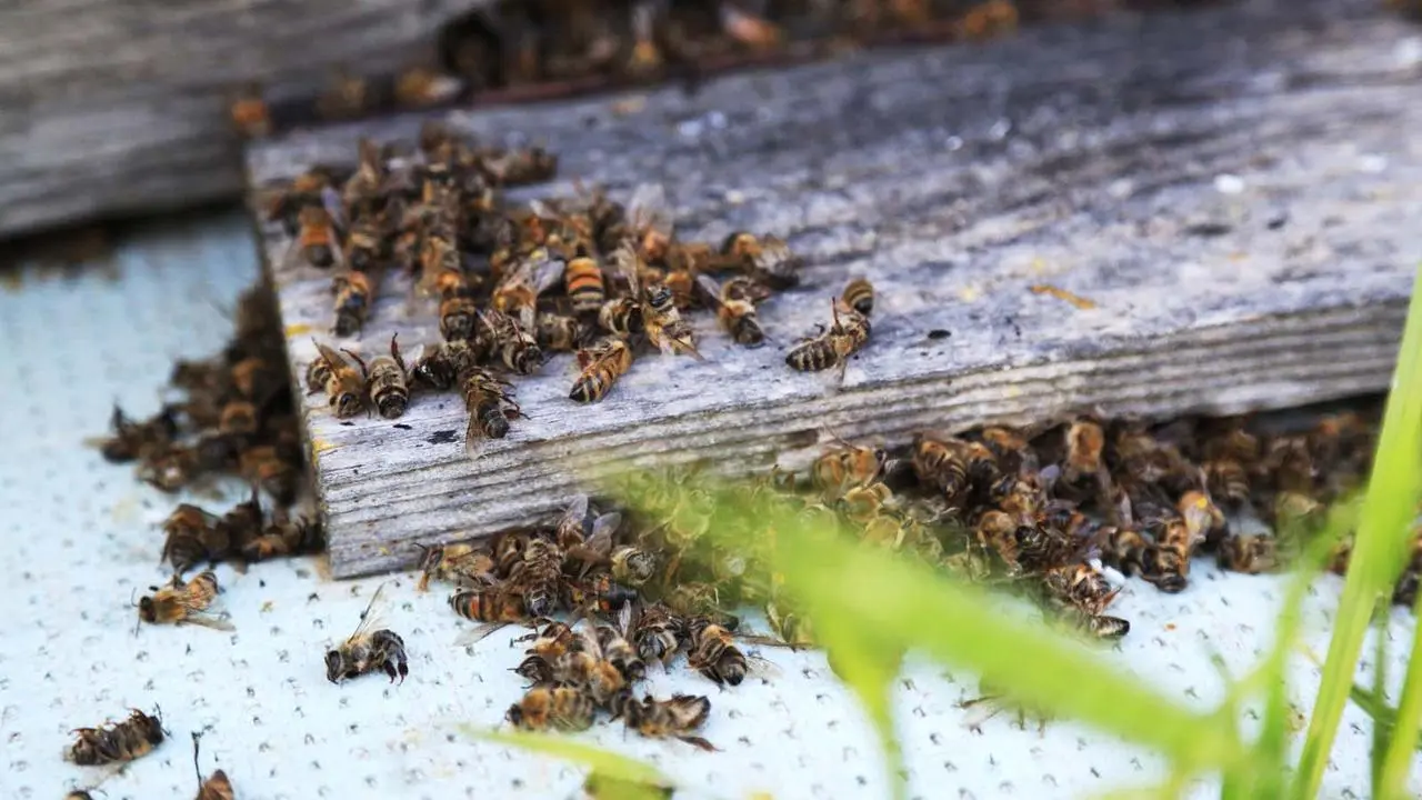 Toplu arı ölümlerinin nedenleri - Son Dakika Haberleri