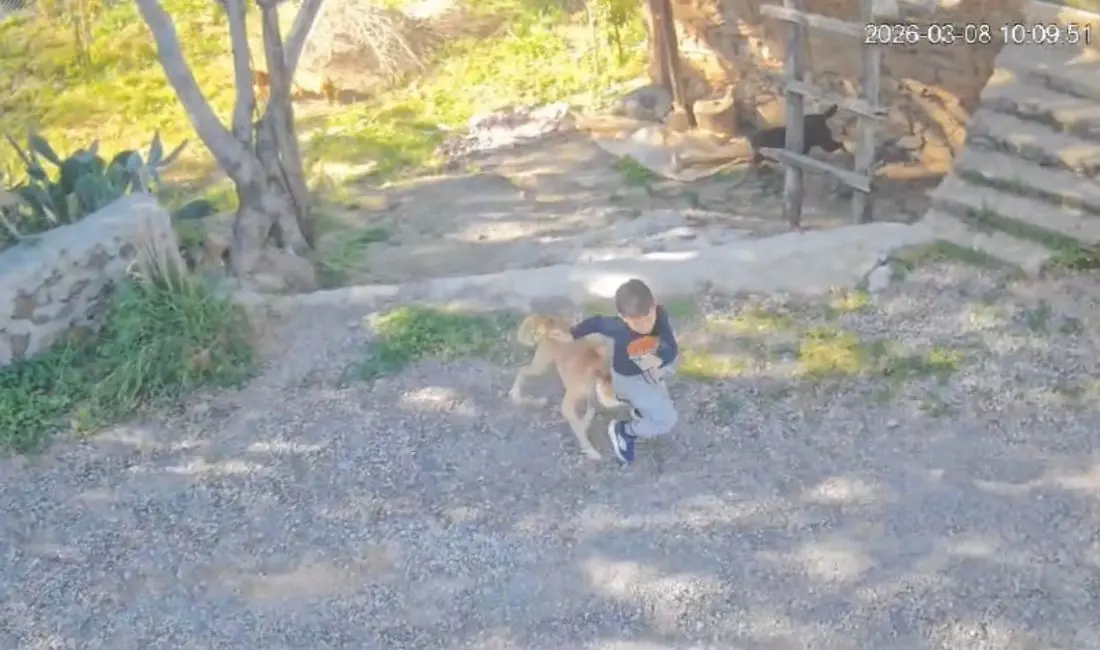 Antalya'da sahipsiz köpeğin saldırısına uğrayan 7 yaşındaki çocuk  hastanelik oldu - Lider Gazetesi