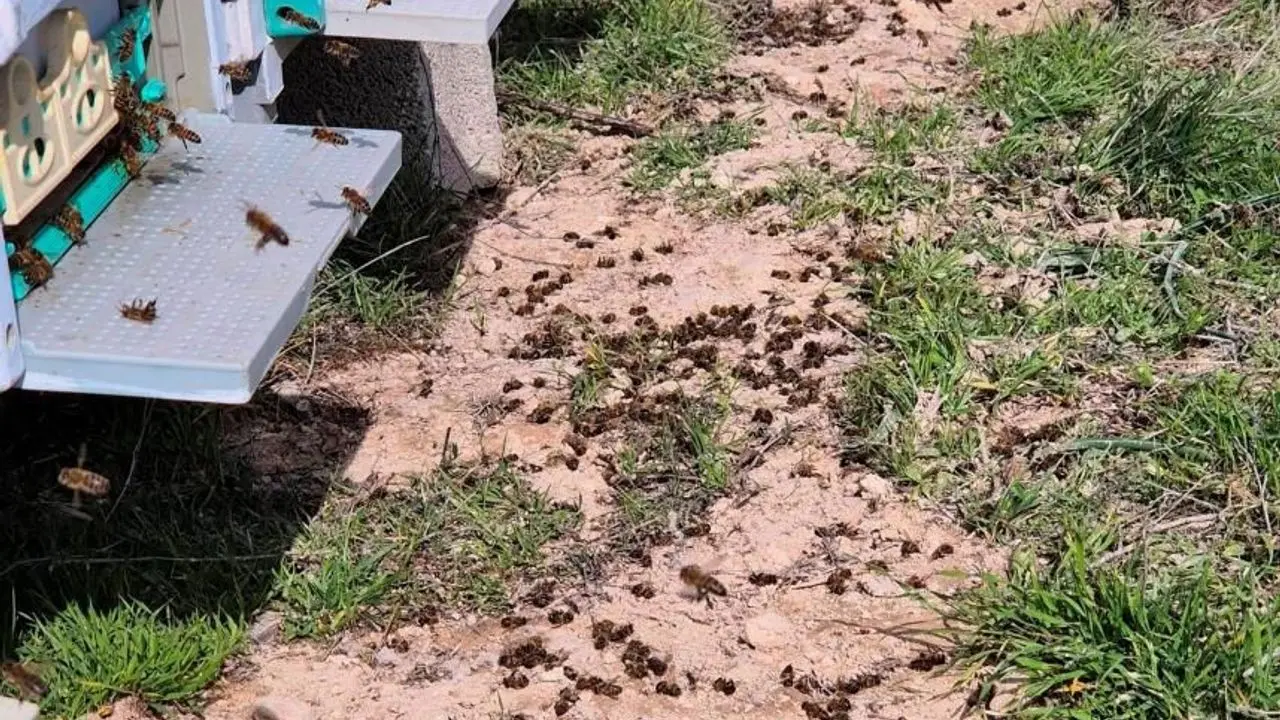 Mersin'de zamansız zirai ilaçlama arıların ölümüne sebep oldu - MERSİN  OBJEKTİF - Mersin'den En Doğru, En Güncel Haberler
