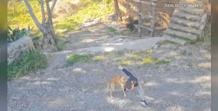 Antalya'da yürek burkan olay: 7 yaşındaki çocuk sahipsiz köpeğin  saldırısıyla hastanelik oldu