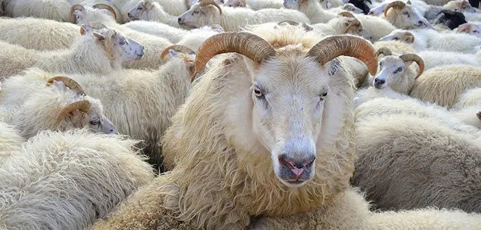 Kurban Nedir? Kurbanın Önemi, Hikmeti ve Faydaları Nelerdir? | İslam ve  İhsan