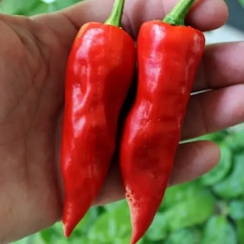 Biber Maraş Biberi Acı