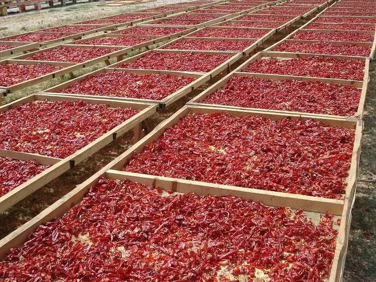 Gaziantep ve Kahramanmaraş karşı karşıya: Kırmızı biber aslında kimin? - Gıda Hattı