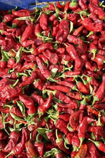 Maraş Biberi | Kahramanmaraş Büyükşehir Belediyesi