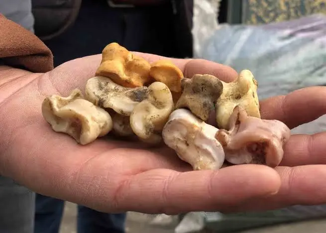 Bin yıllık 'aşık oyunu' Erzincan'da hayat buldu İhlas Haber Ajansı